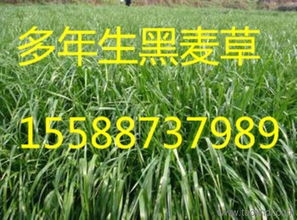 雙鴨山紫花苜蓿 品種、產(chǎn)量、價格與廠家信息全解析