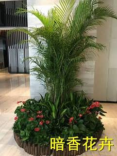 杭州綠化新風尚 植物、花卉租賃引領(lǐng)環(huán)保與美觀生活