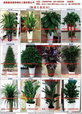 花卉租賃與植物租擺 美化空間與銷售養(yǎng)護(hù)一站式解決方案